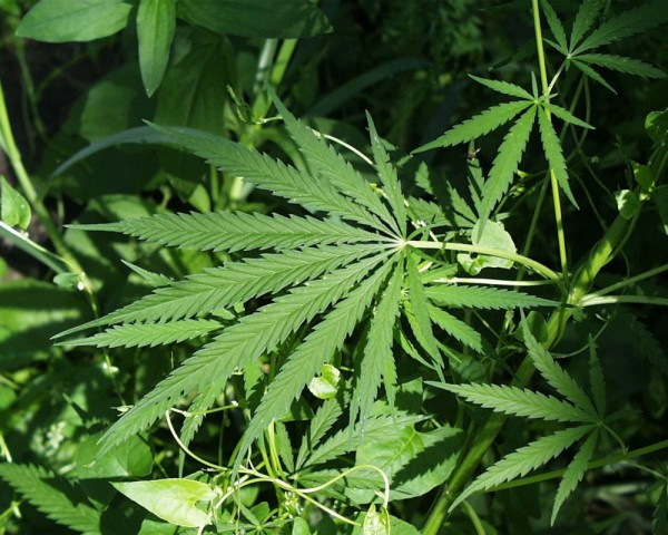 Nielegalna plantacja marihuany w województwie warmińsko–mazurskim