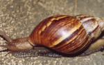 Gigantyczne ślimaki zjadają ogródki działkowe w województwie podlaskim.