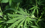Nielegalna plantacja marihuany w województwie warmińsko–mazurskim